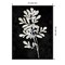 Plant Life White on Black II by Danielle Carson Canvas Wall Art Print Framed